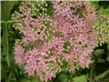 sedum